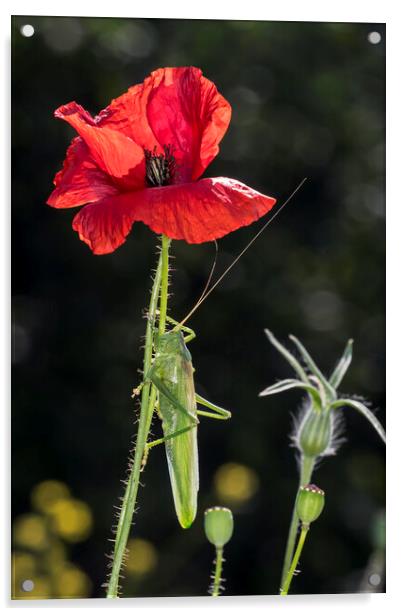 Great Green Bush-Cricket Climbing Poppy Acrylic by Arterra 