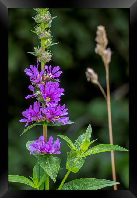 Purple Loosestrife Framed Print by Arterra 