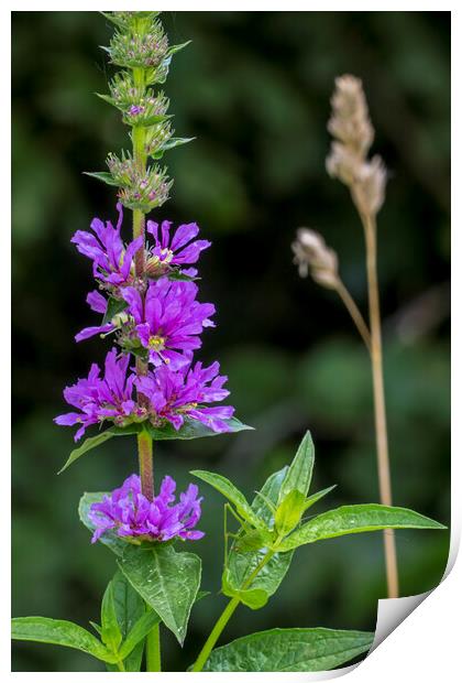 Purple Loosestrife Print by Arterra 