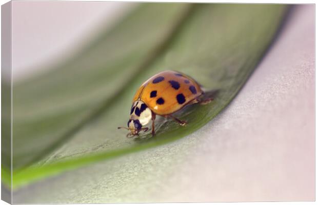 A macro closeup of a lady beetle bug with orange wings and black spots, common insect of europe. Coccinellidae sitting on a green leaf against white background Canvas Print by Arpan Bhatia