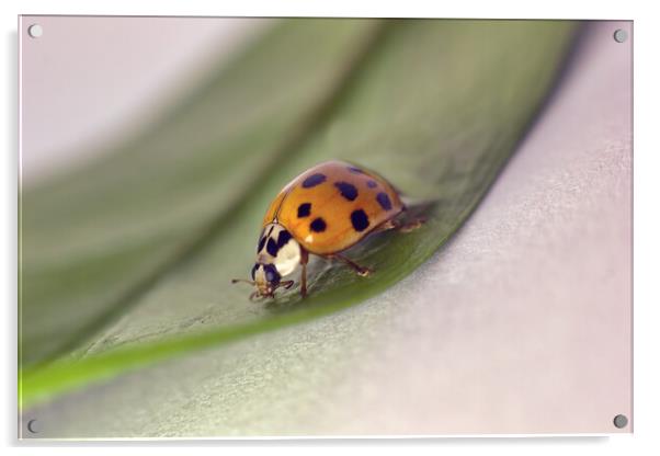 A macro closeup of a lady beetle bug with orange wings and black spots, common insect of europe. Coccinellidae sitting on a green leaf against white background Acrylic by Arpan Bhatia