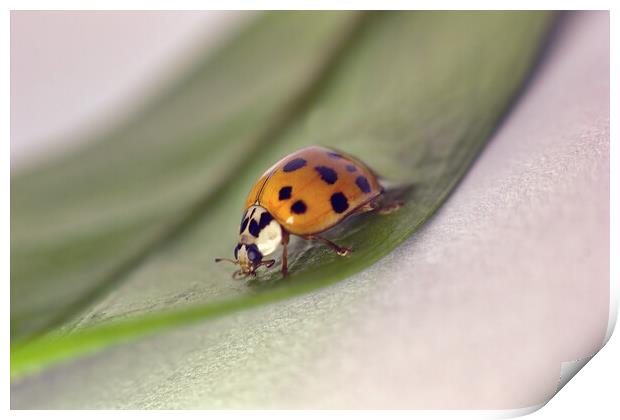 A macro closeup of a lady beetle bug with orange wings and black spots, common insect of europe. Coccinellidae sitting on a green leaf against white background Print by Arpan Bhatia