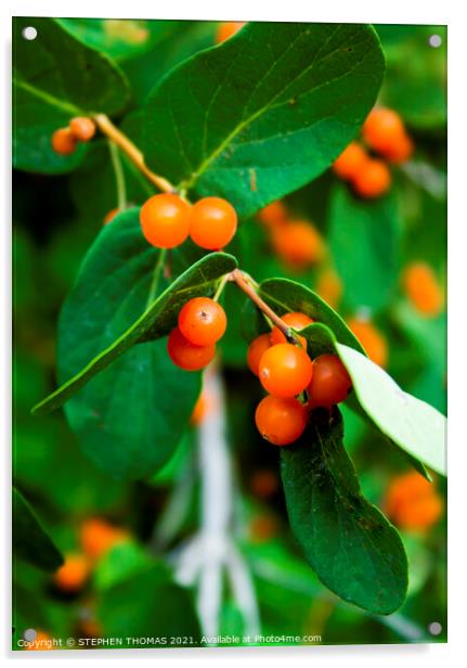 Orange Honeysuckle Berries Acrylic by STEPHEN THOMAS