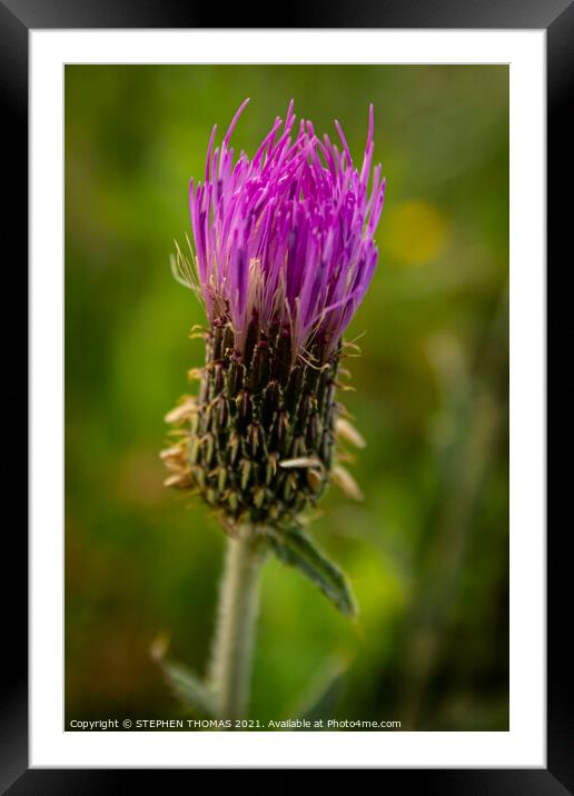 Thistle Flower Framed Mounted Print by STEPHEN THOMAS