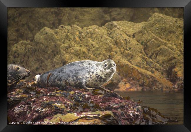 Atlantic Grey Seal chilling out! Framed Print by Julie Tattersfield