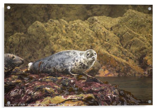 Atlantic Grey Seal chilling out! Acrylic by Julie Tattersfield