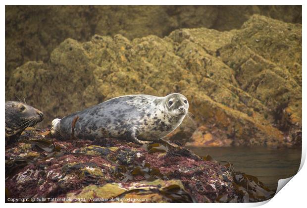 Atlantic Grey Seal chilling out! Print by Julie Tattersfield