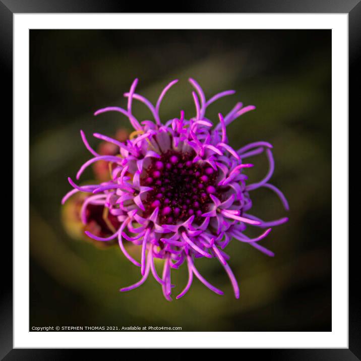  Blazing Star- top down Framed Mounted Print by STEPHEN THOMAS