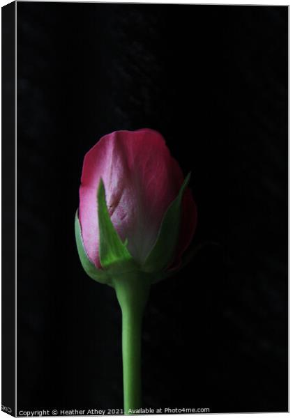 Rose Bud Canvas Print by Heather Athey