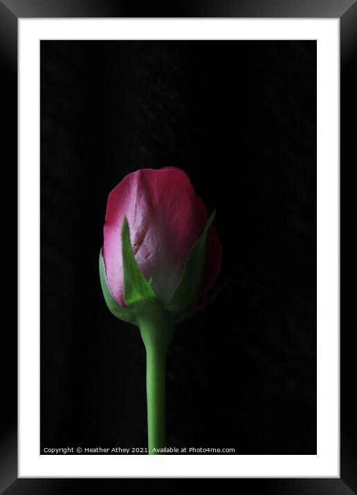 Rose Bud Framed Mounted Print by Heather Athey