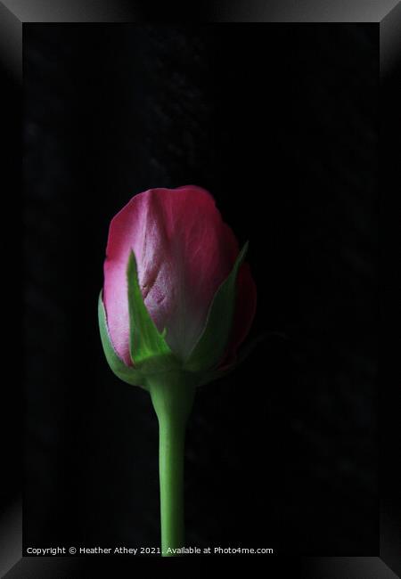 Rose Bud Framed Print by Heather Athey