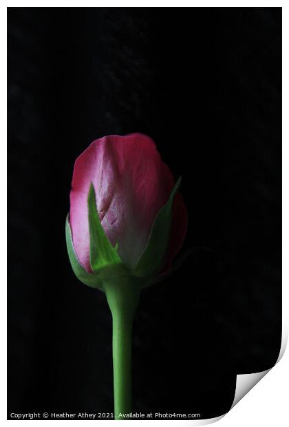 Rose Bud Print by Heather Athey