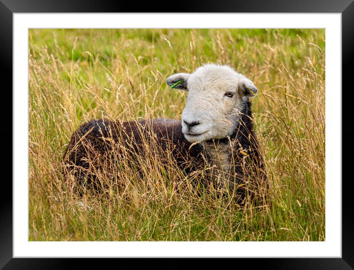 Herdwick Sheep. Framed Mounted Print by Colin Allen