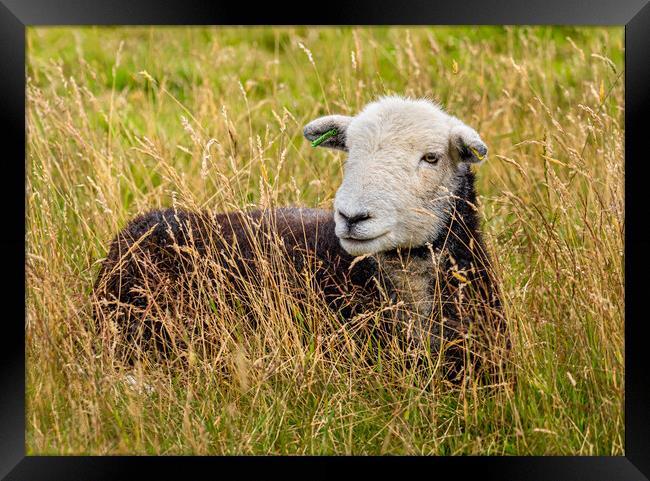 Herdwick Sheep. Framed Print by Colin Allen