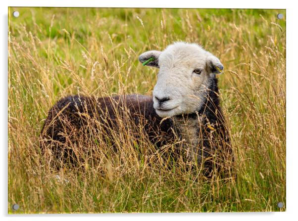 Herdwick Sheep. Acrylic by Colin Allen