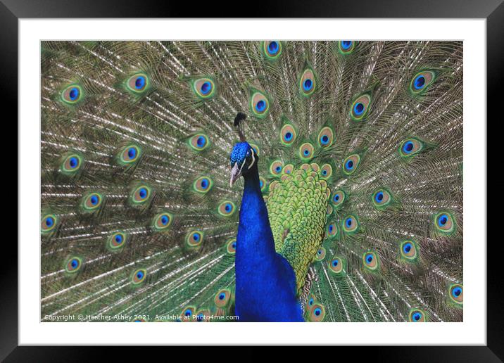 Peacock Framed Mounted Print by Heather Athey