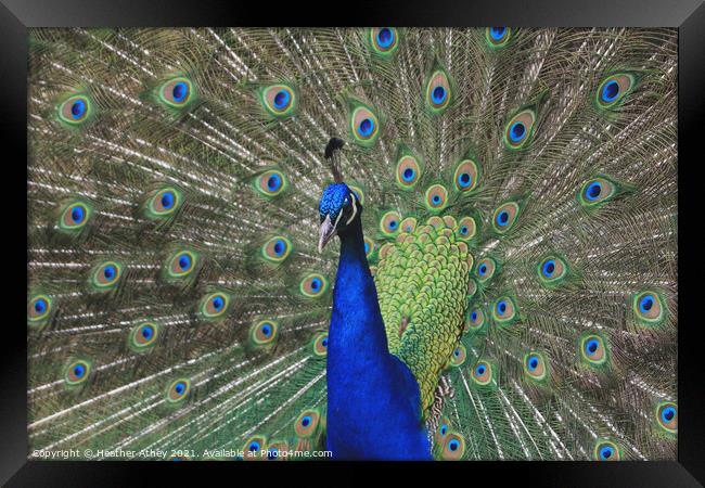 Peacock Framed Print by Heather Athey