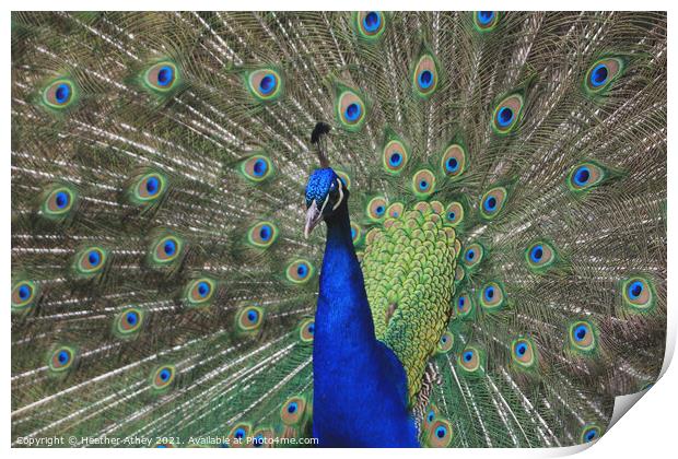 Peacock Print by Heather Athey