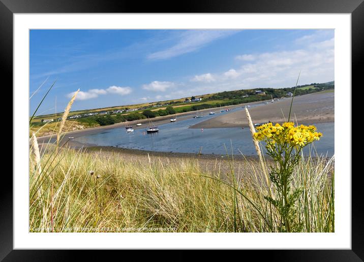 Yellow coastal flowers framing the River Nevern Framed Mounted Print by Julie Tattersfield