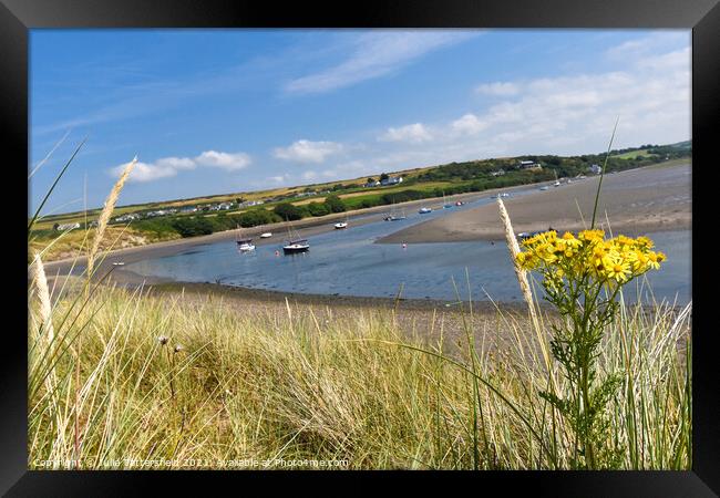 Yellow coastal flowers framing the River Nevern Framed Print by Julie Tattersfield
