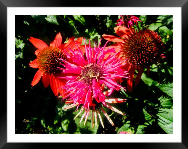 Cone Flowers and daisies Framed Mounted Print by Stephanie Moore