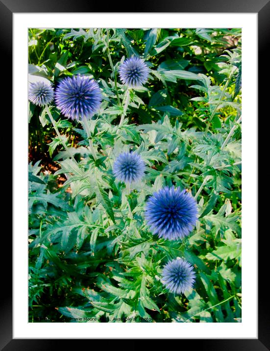 Blue Stars Framed Mounted Print by Stephanie Moore