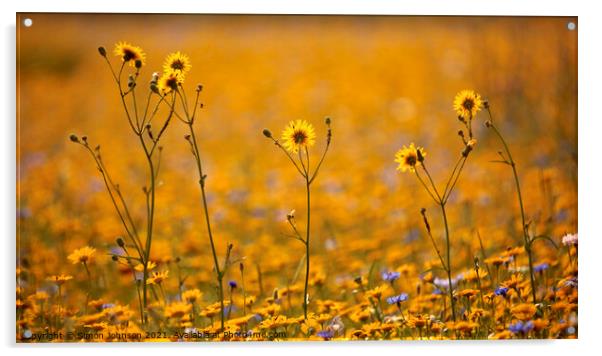 Happy Flowers Acrylic by Simon Johnson