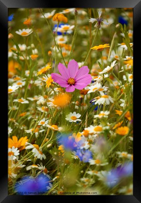 meadow flowers Framed Print by Simon Johnson