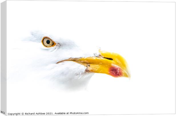 High Key Herring Gull Portrait  Canvas Print by Richard Ashbee