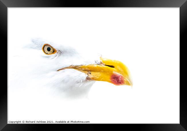 High Key Herring Gull Portrait  Framed Print by Richard Ashbee
