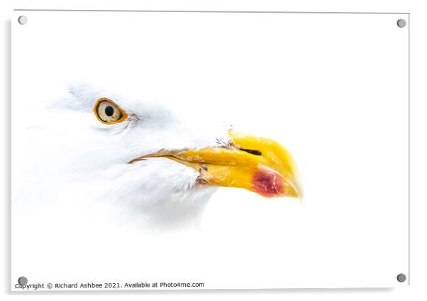 High Key Herring Gull Portrait  Acrylic by Richard Ashbee