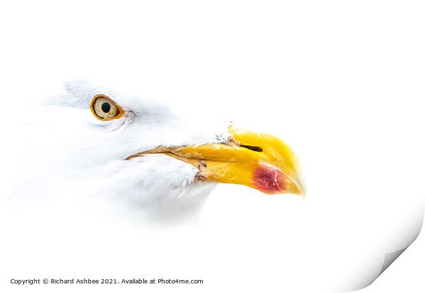 High Key Herring Gull Portrait  Print by Richard Ashbee