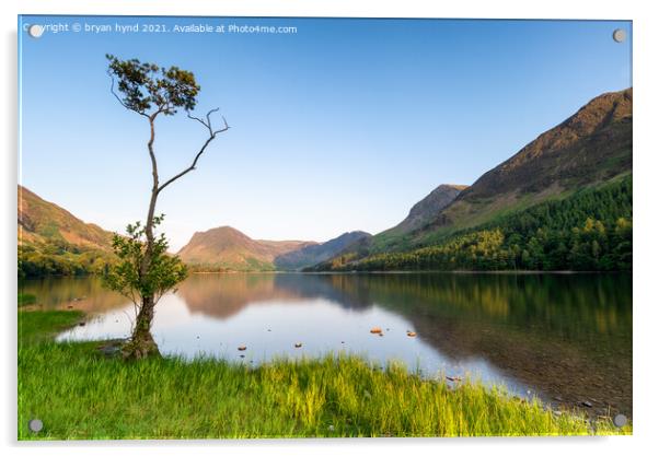Loan Tree at Buttermere Acrylic by bryan hynd