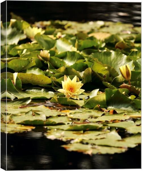 water lilly Canvas Print by Simon Johnson