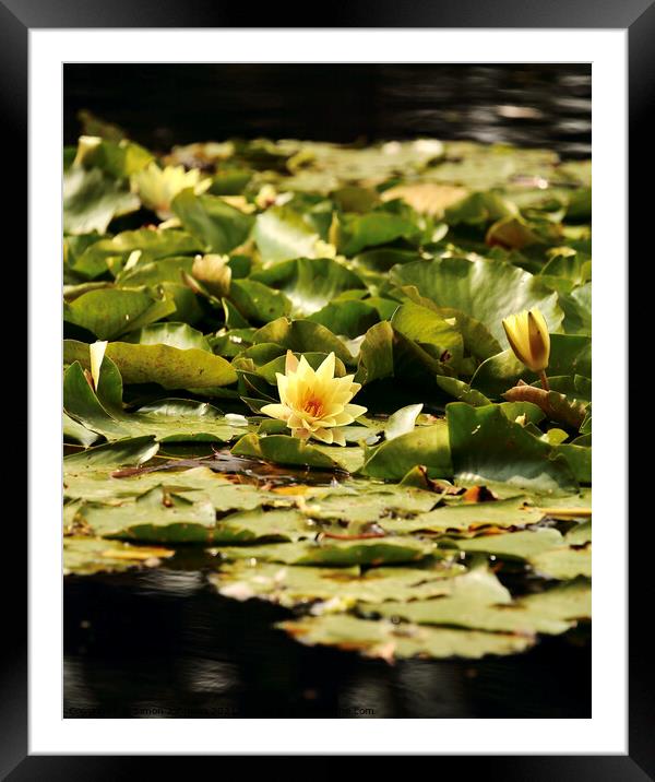 water lilly Framed Mounted Print by Simon Johnson