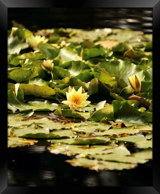 water lilly Framed Print by Simon Johnson