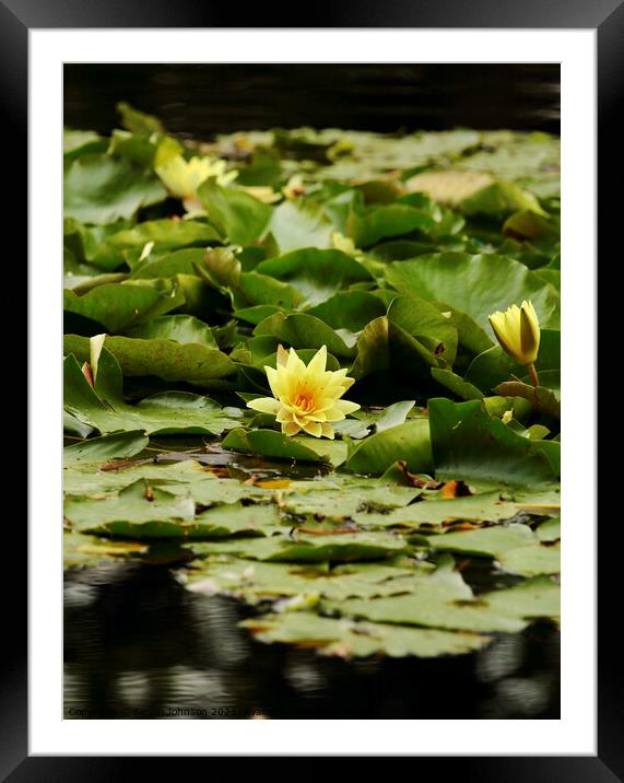 Water lilly Framed Mounted Print by Simon Johnson
