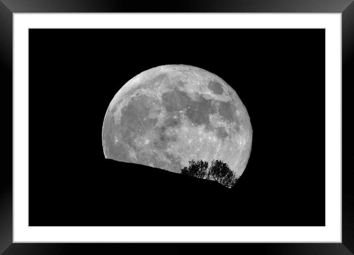 Full Moon Rising Behind Trees Framed Mounted Print by Susan Snow