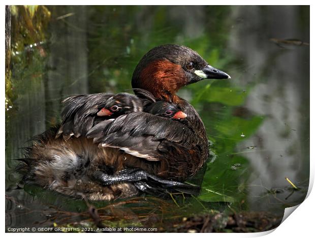 Little Grebes Print by GEOFF GRIFFITHS