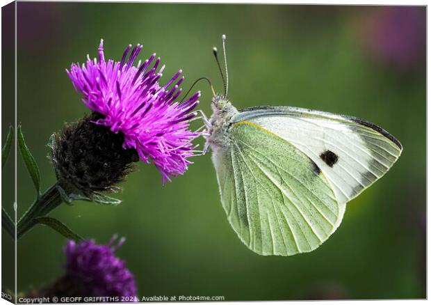 Small White butterfly Canvas Print by GEOFF GRIFFITHS