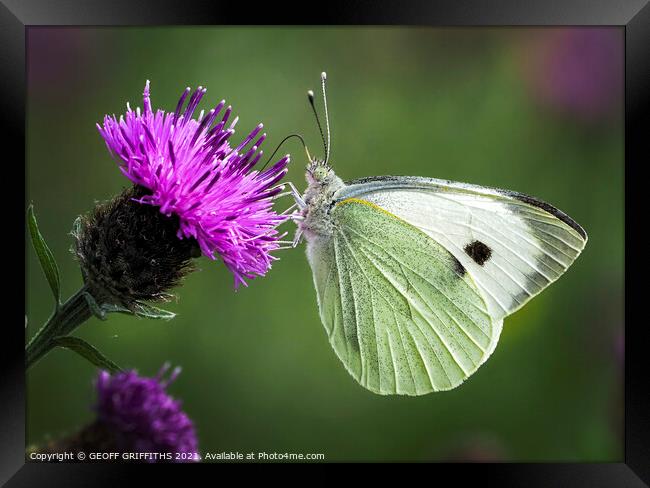 Small White butterfly Framed Print by GEOFF GRIFFITHS