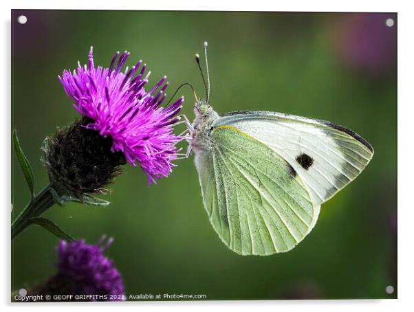 Small White butterfly Acrylic by GEOFF GRIFFITHS
