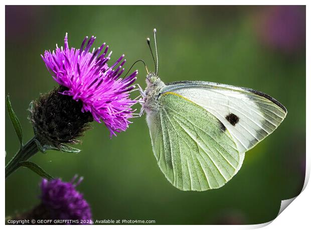 Small White butterfly Print by GEOFF GRIFFITHS