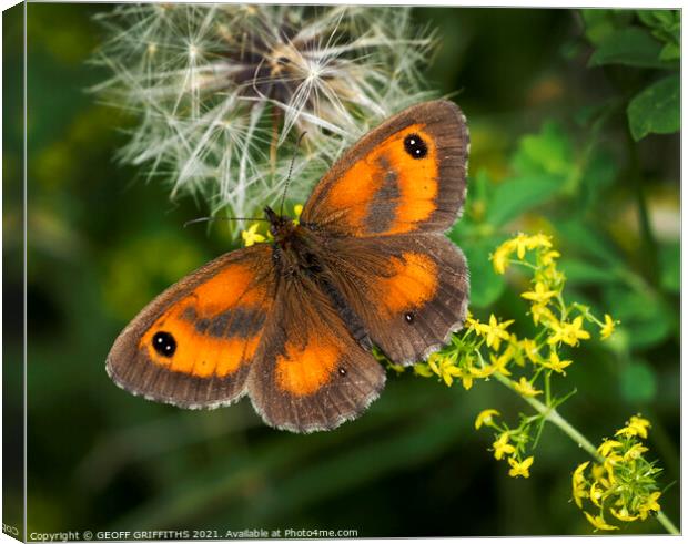 Gatekeeper Butterfly Canvas Print by GEOFF GRIFFITHS