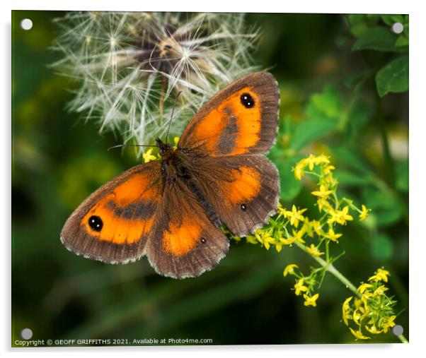 Gatekeeper Butterfly Acrylic by GEOFF GRIFFITHS