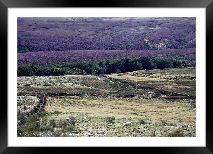 HEATHER  ON THE SADDLEWORTH MOORS Framed Mounted Print by JEAN FITZHUGH