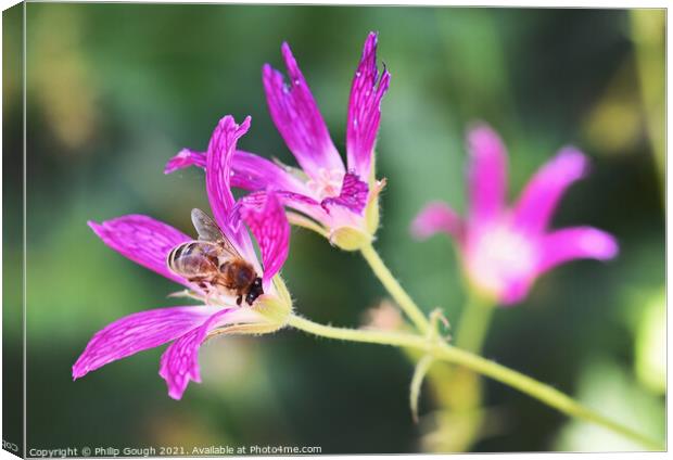 Plant flower Canvas Print by Philip Gough