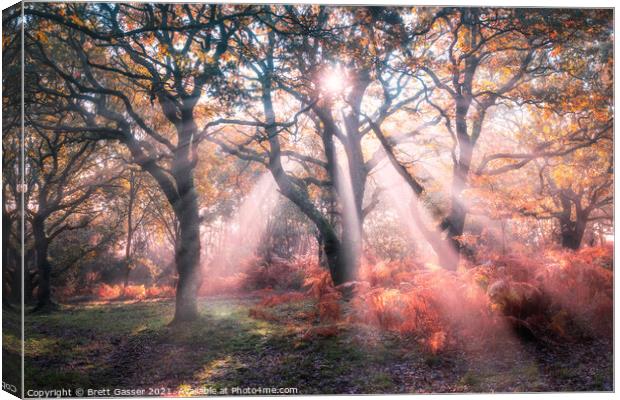 Forest Sun Rays Canvas Print by Brett Gasser