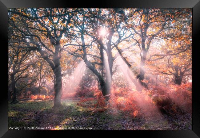Forest Sun Rays Framed Print by Brett Gasser