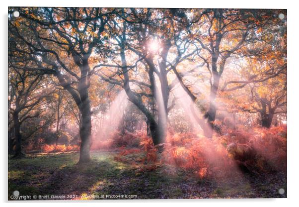Forest Sun Rays Acrylic by Brett Gasser